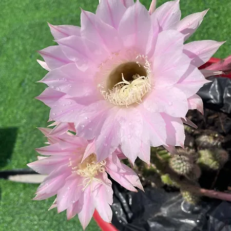 게스트하우스 Au Calme Dans Le Marais Avec Piscine *